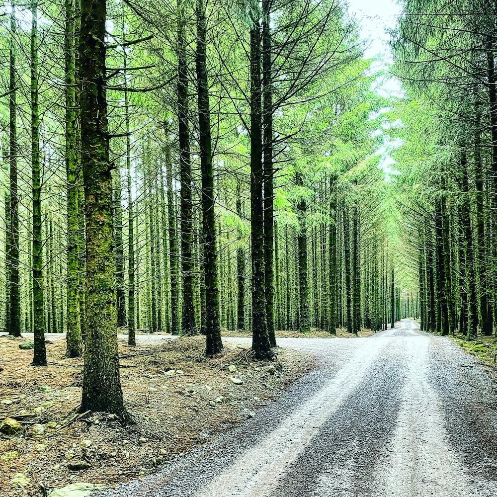 Waldweg
