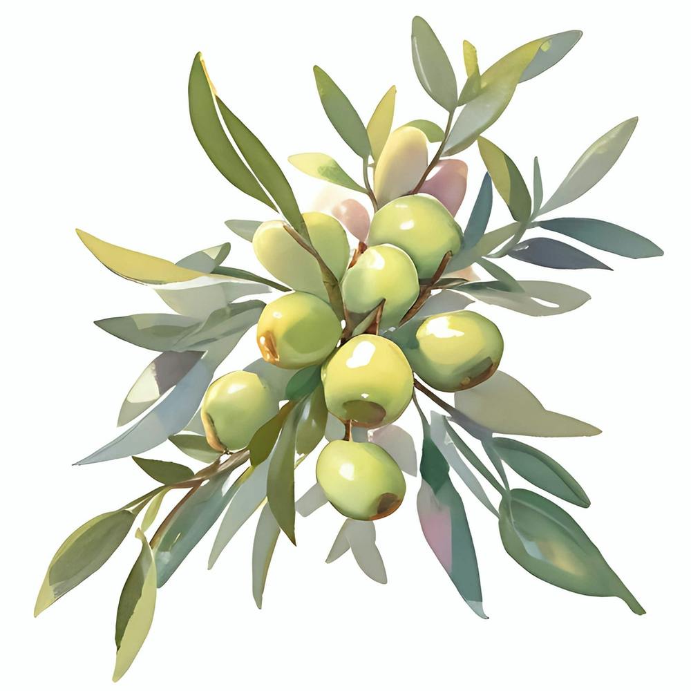 Aquarell Olive