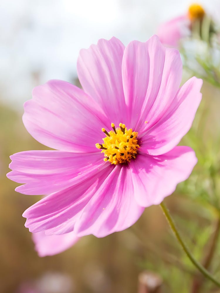 Pink Cosmos Flower