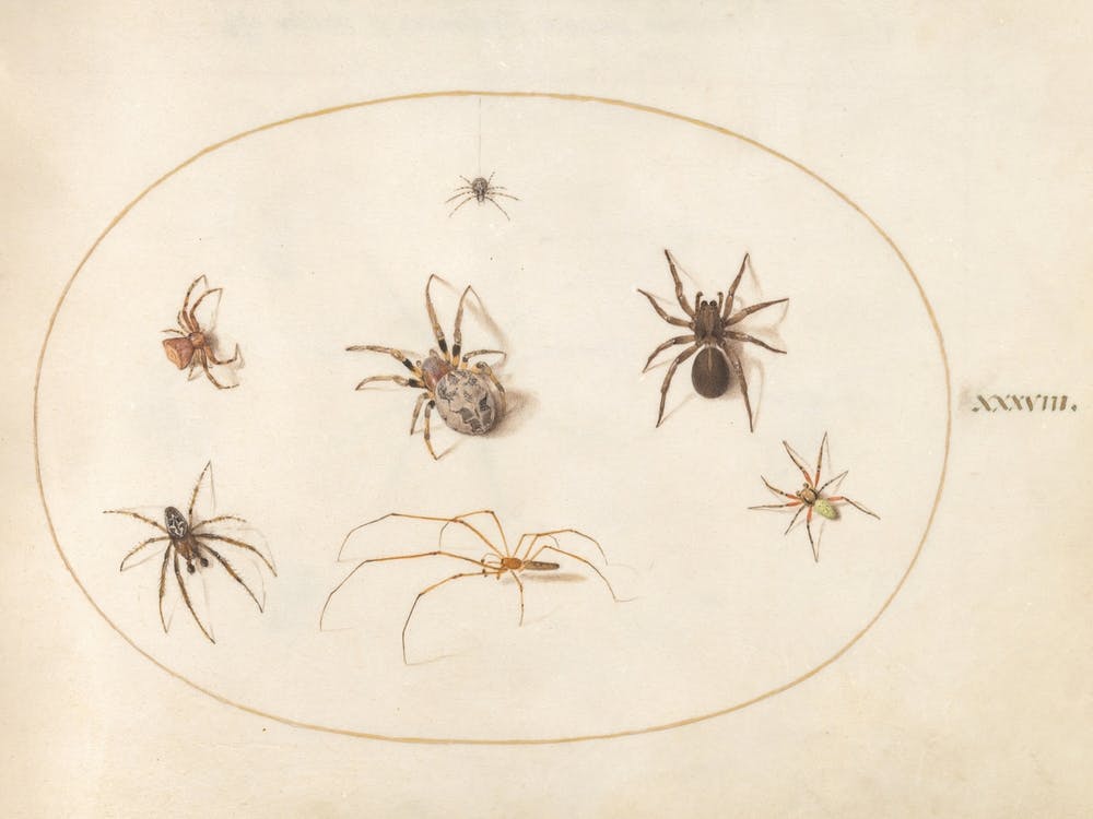 Seven Spiders, Joris Hoefnagel