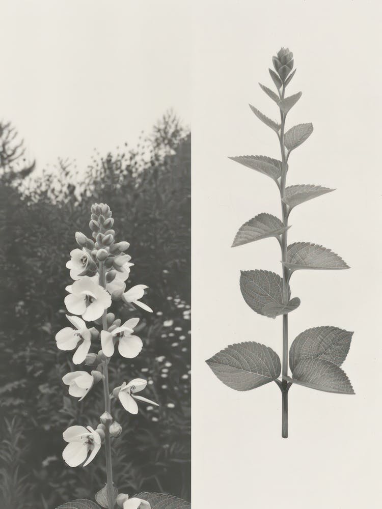 Snapdragon Flower Photo Collage 1
