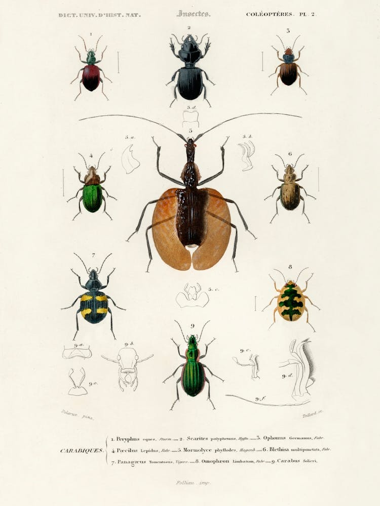 Different Types Of Beetles, Charles Dessalines D'Orbigny 11