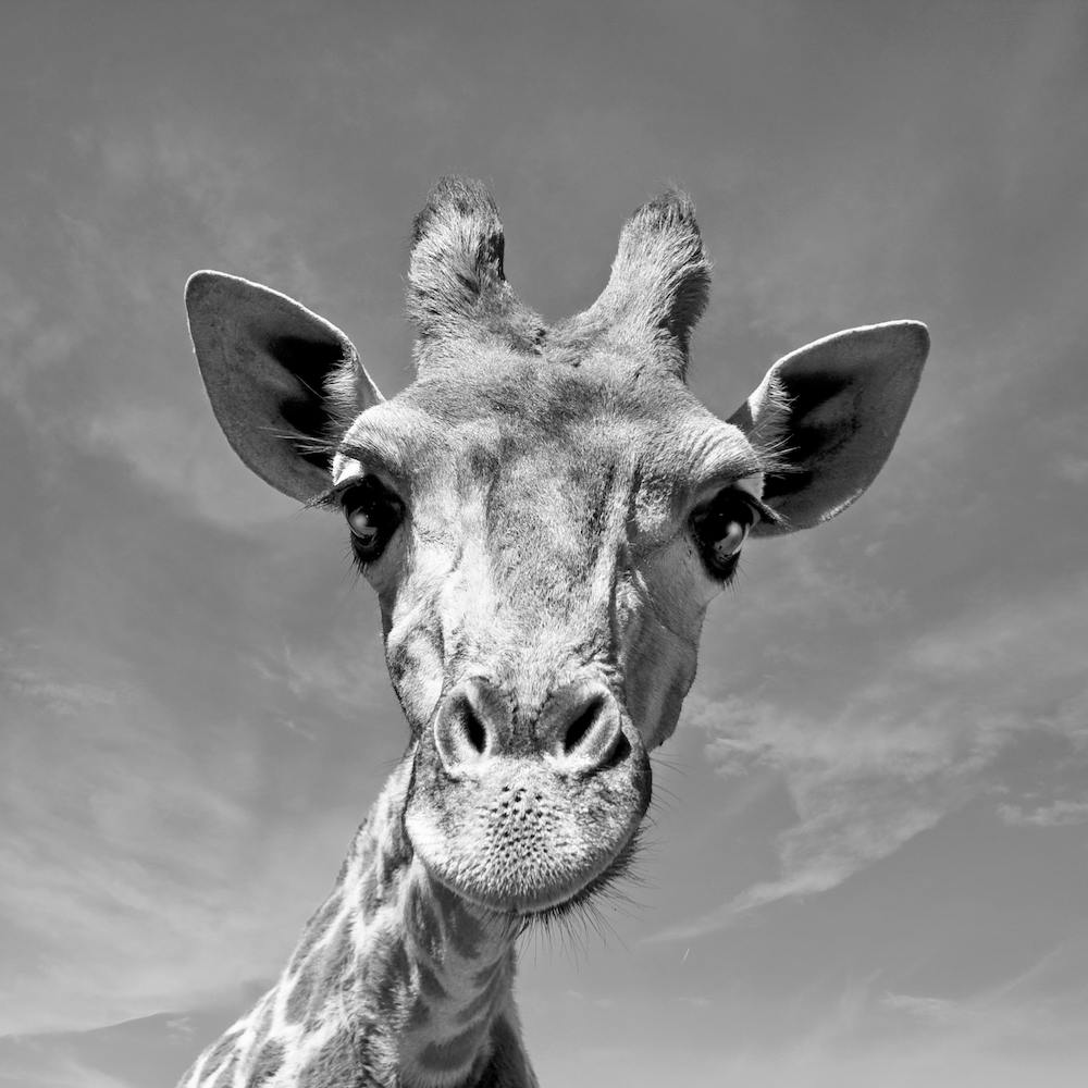 Visage de girafe
