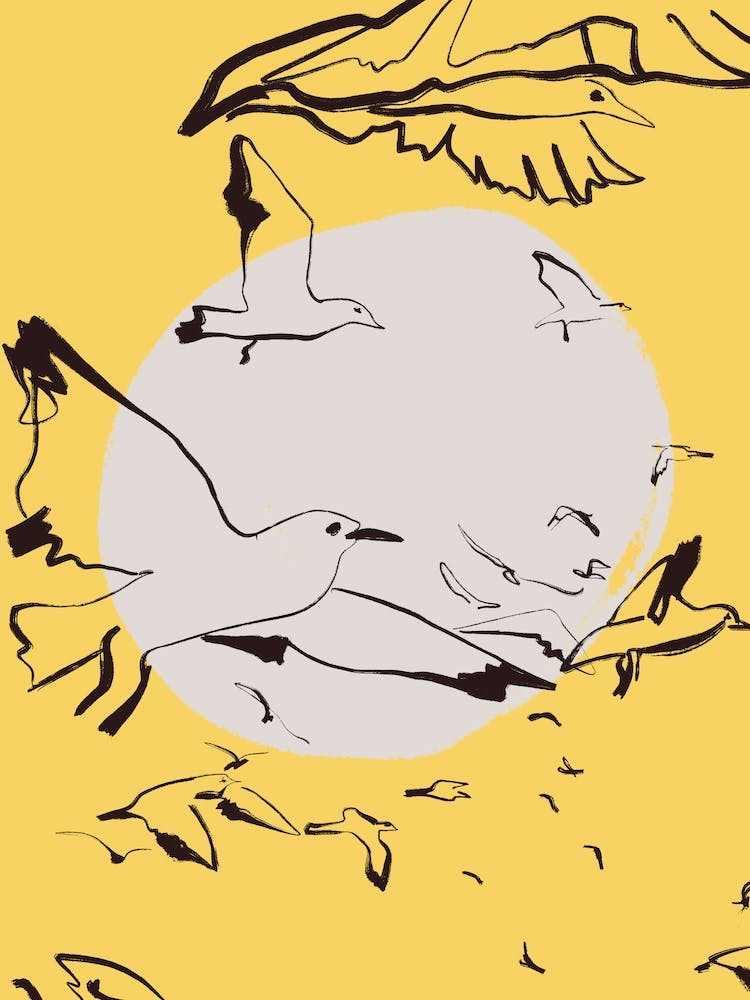 Seagulls