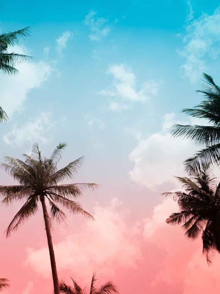 Palm Trees In The Sky