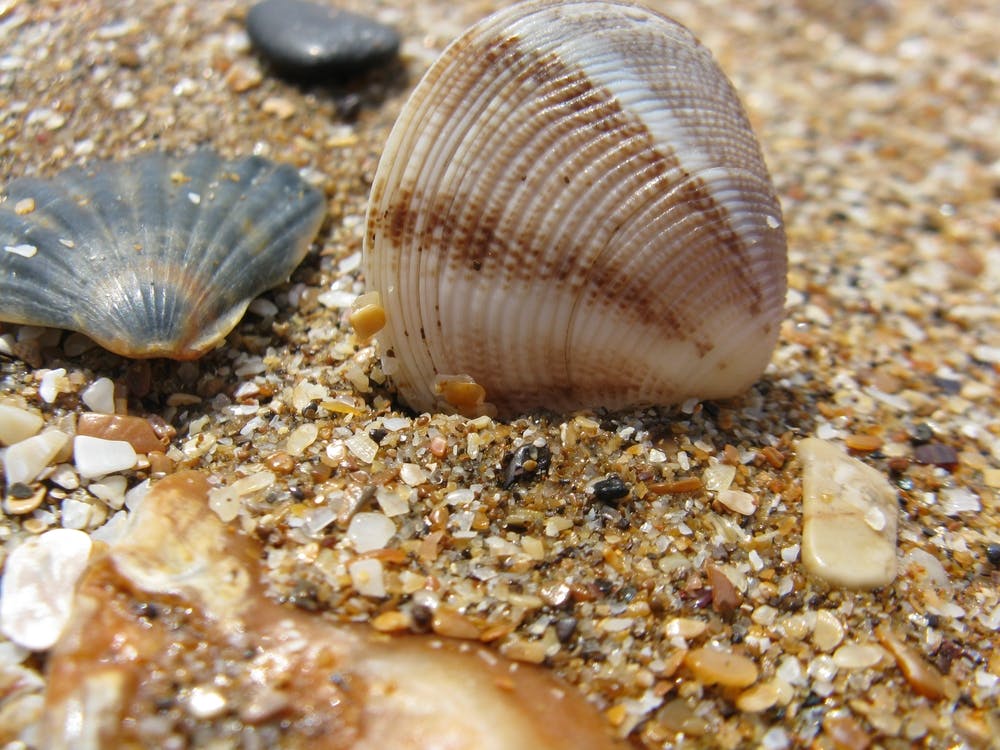 Shells On The Beach