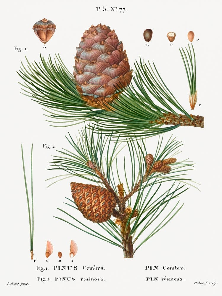 Swiss Pine, Pinus Cembra And Red Pine, Pierre Joseph Redoute