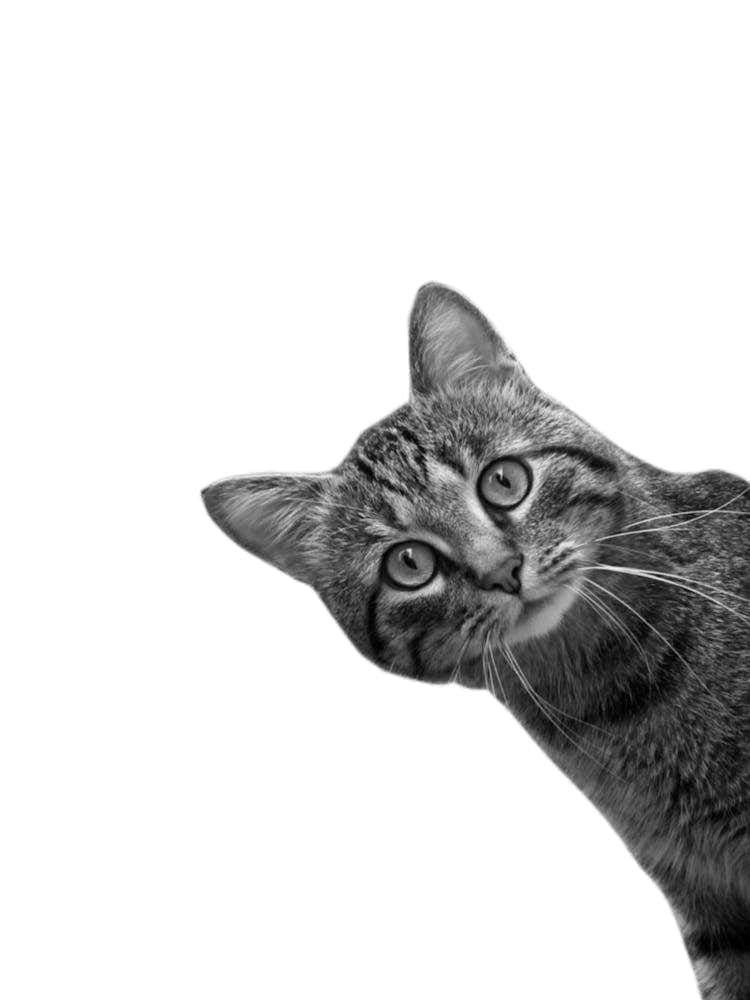 Cat Animals Portrait