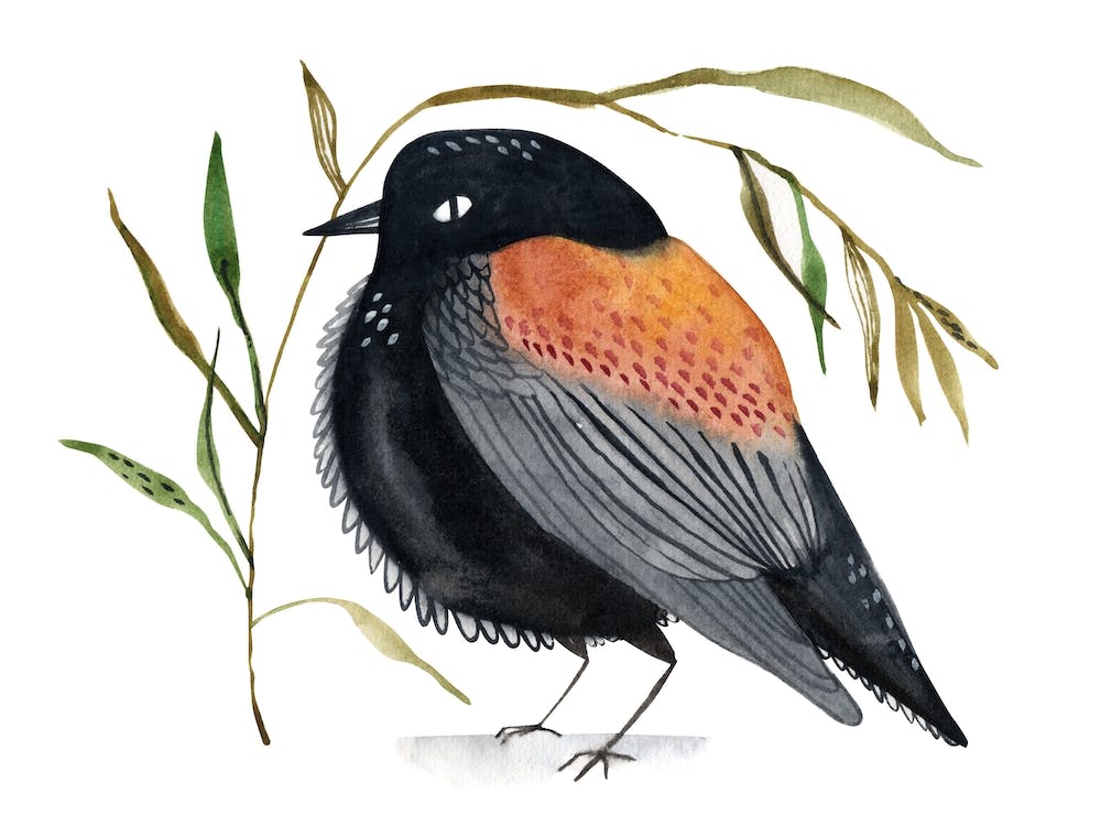 Oiseau Aquarelle 1