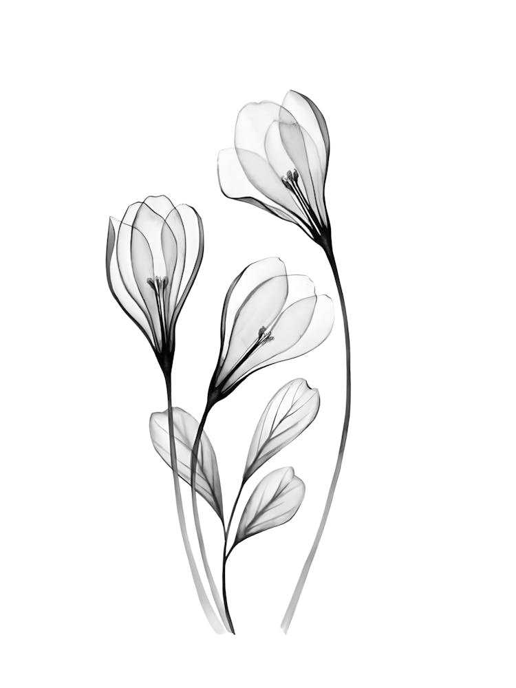 Black And White Flowers 11