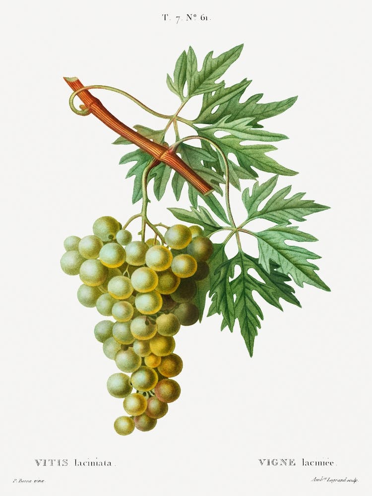 Grape Vine, Pierre Joseph Redoute