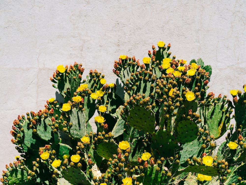 Fleurs de Cactus