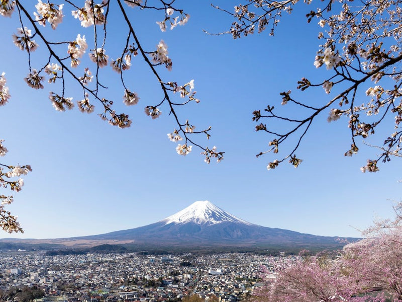 Fantastic View Of Mount Fuji With Cherry Blossoms