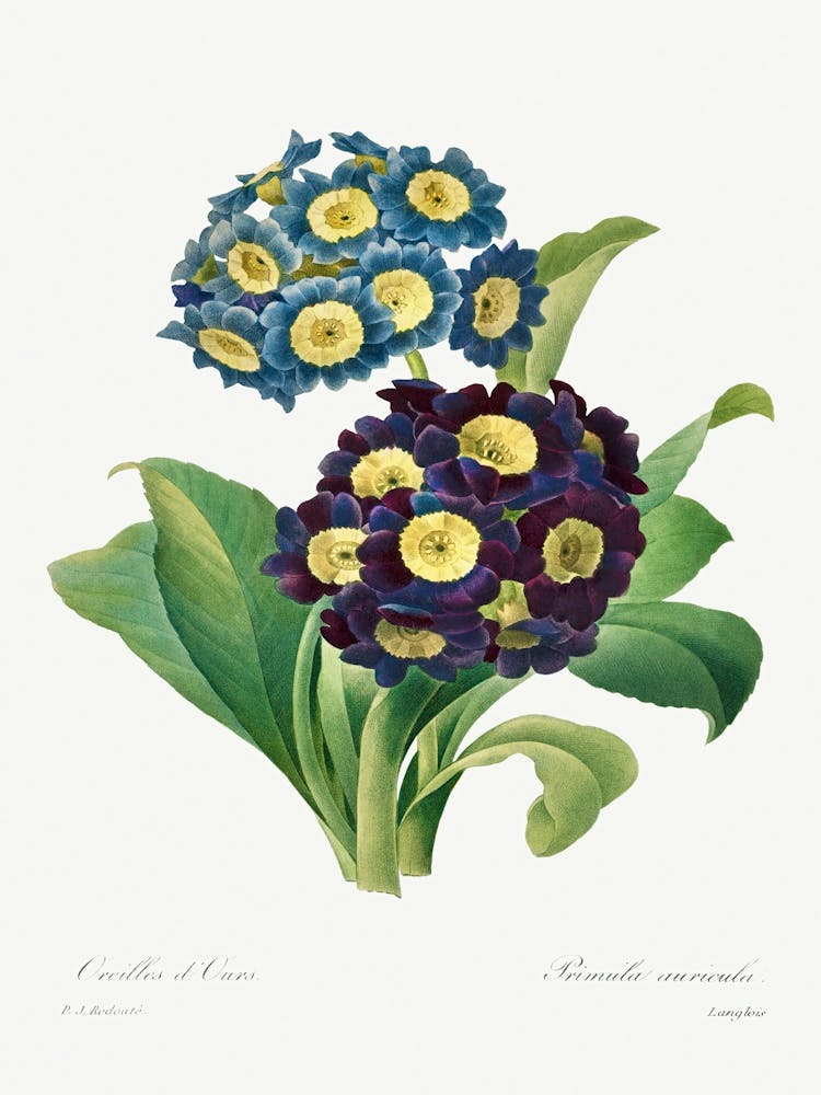 Primula Auricula (1827), Pierre Joseph Redoute