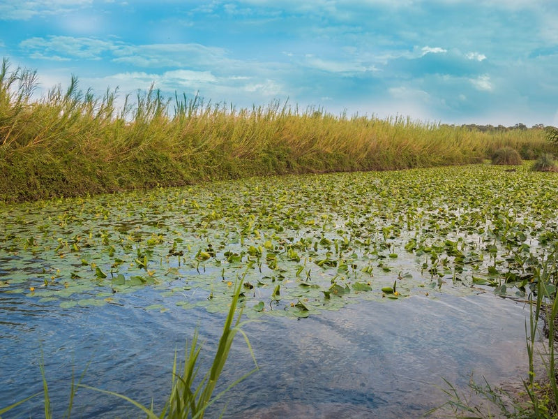 Water Lily Pool 3