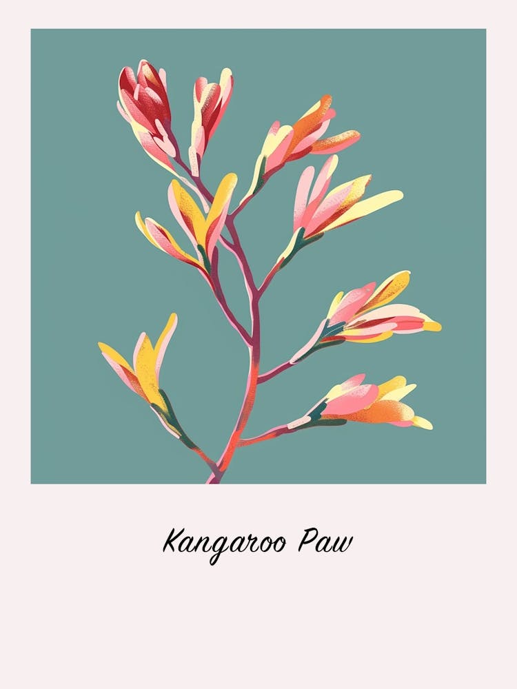 Kangaroo Paw Flower 1 Square Flower Illustration Poster