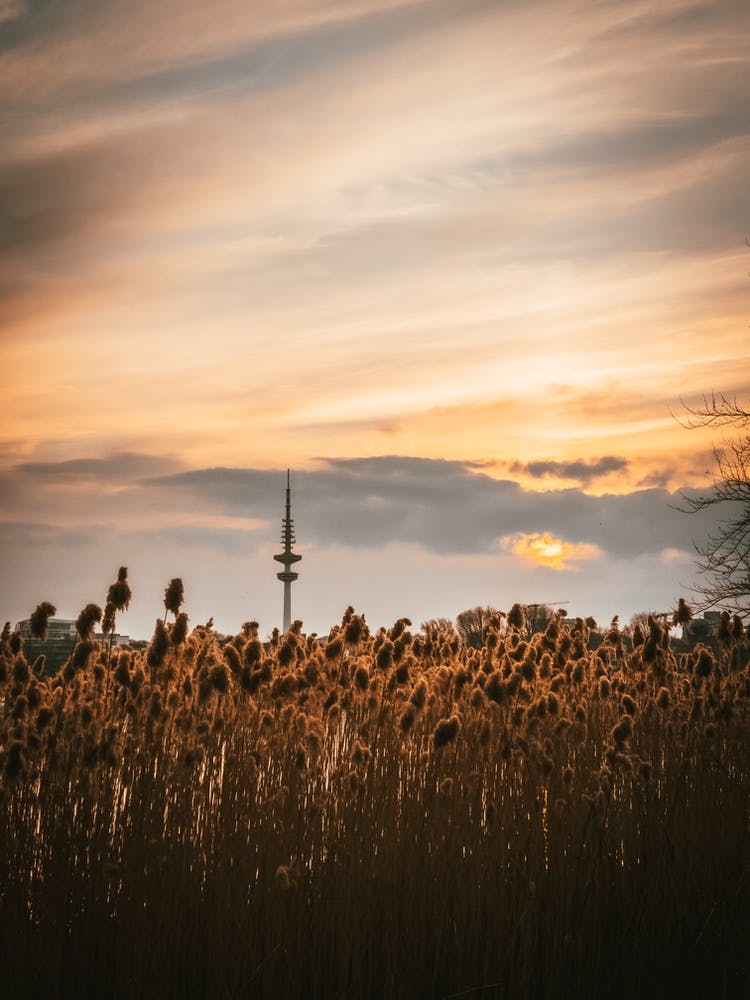 Hamburg Sunset Over Reeds