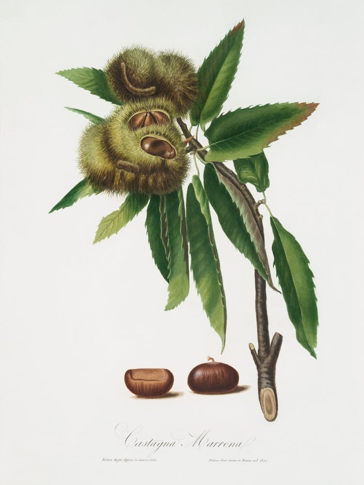 Muskatnuss