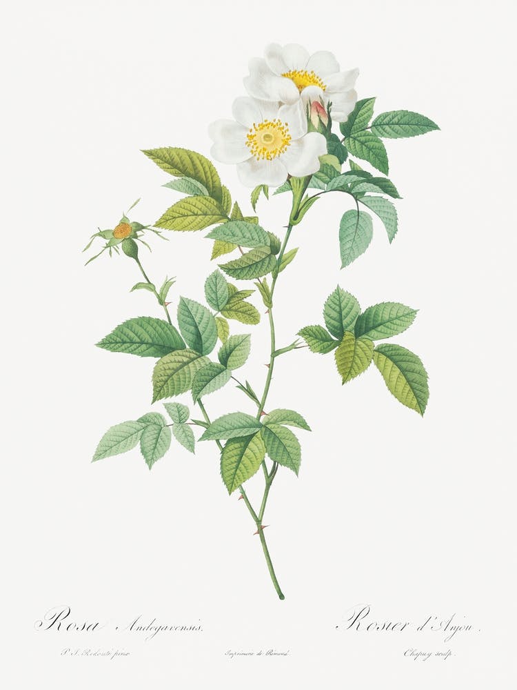 Anjou Rose, Pierre Joseph Redoute