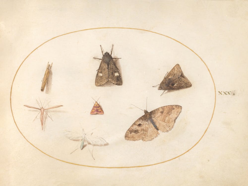 Seven Moths (c. 1575-1580), Joris Hoefnagel