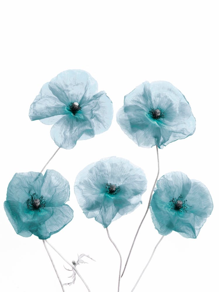Blue Delicate Flowers