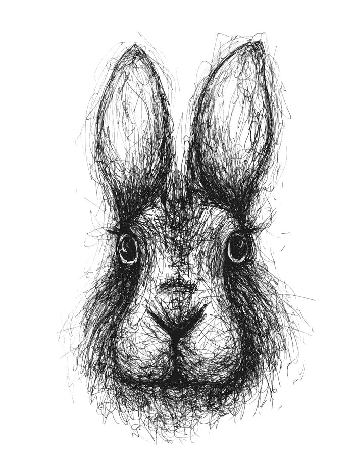 Scribble Rabbit