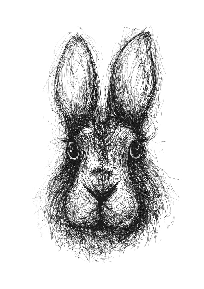 Scribble Rabbit