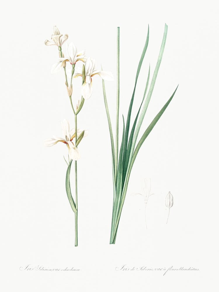 Siberian Iris Illustration From Les Liliacées (1805), Pierre Joseph Redoute 1