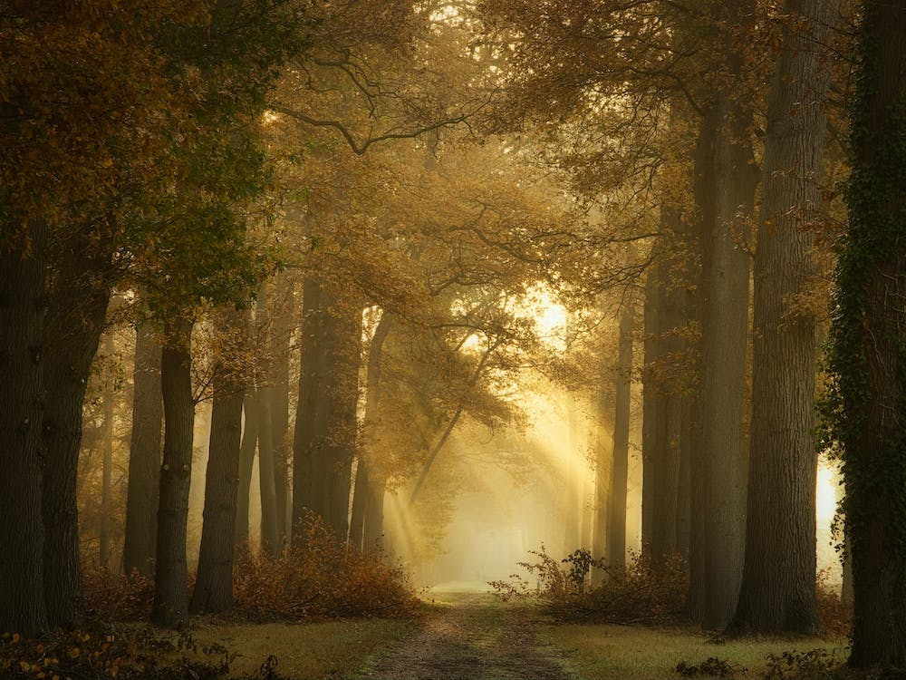 Forever Forest
