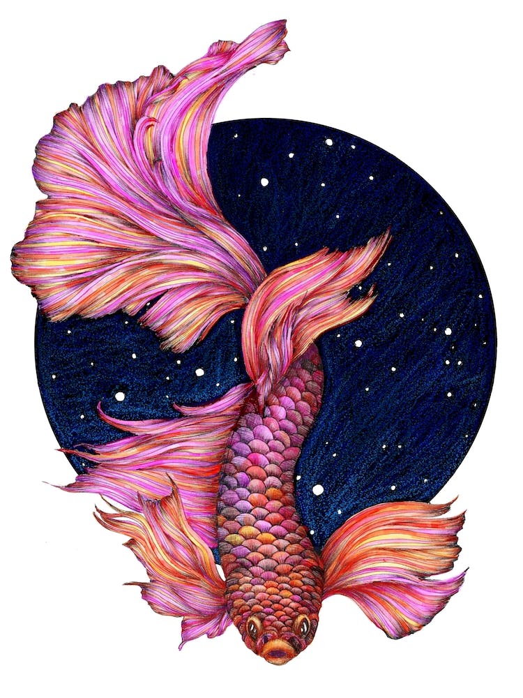 Rainbow Waters: The Betta Fish