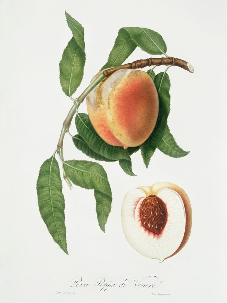 Peach (Persica Sativa) From Pomona Italiana (1817 1839), Giorgio Gallesio