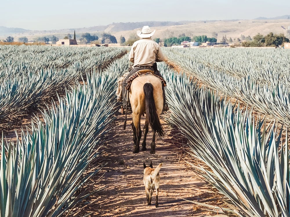 Tequila Farm Scenery