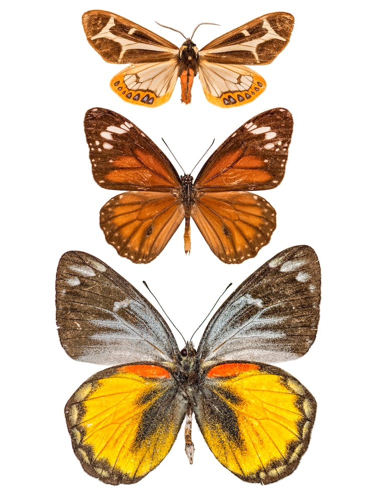 Row Of 3 Orange And Yellow Butterflies