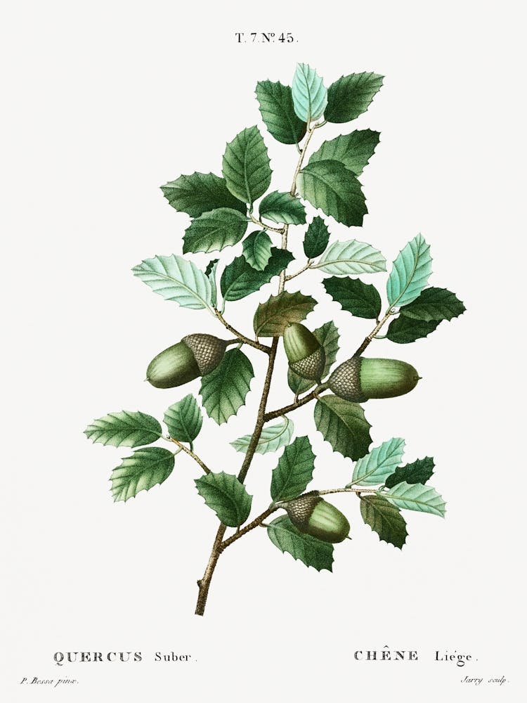 Cork Oak, Pierre Joseph Redoute