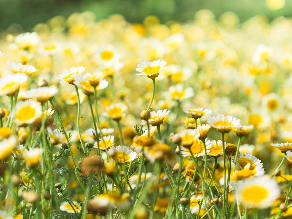 Daisy Field