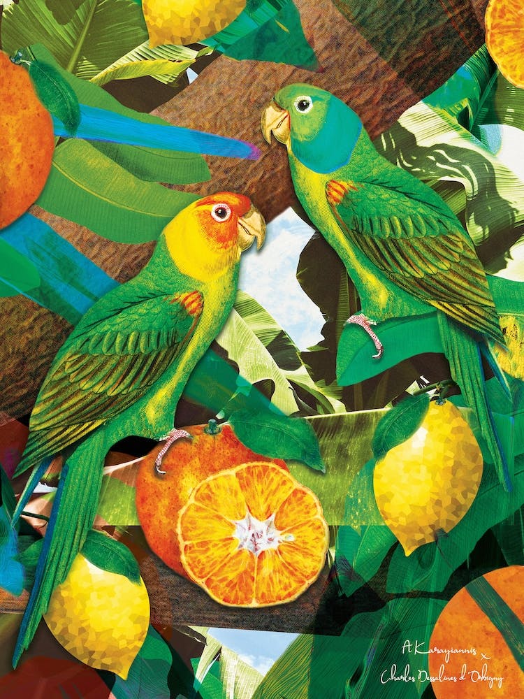 Parrots And Oranges