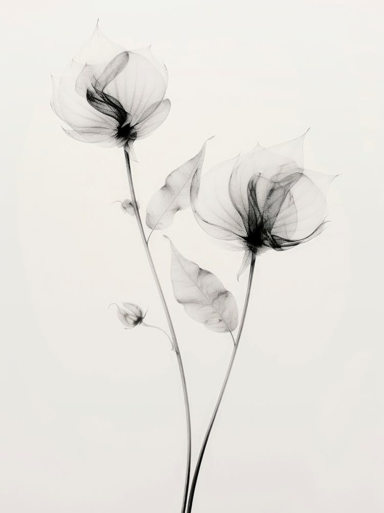 Transparent Botanic No 7