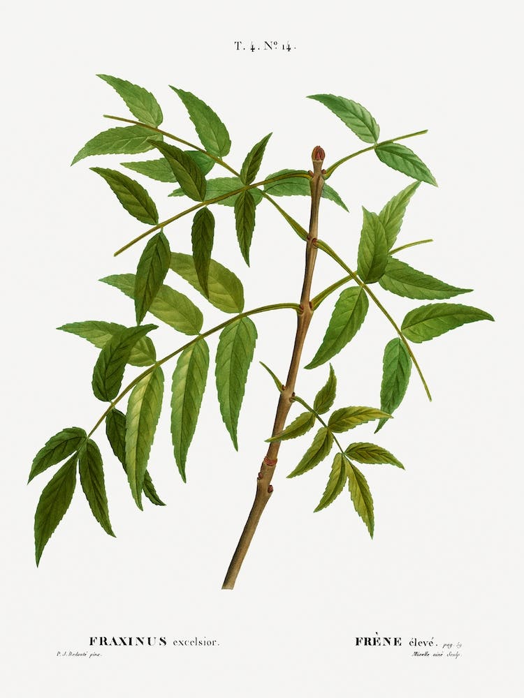European Ash, Pierre Joseph Redoute
