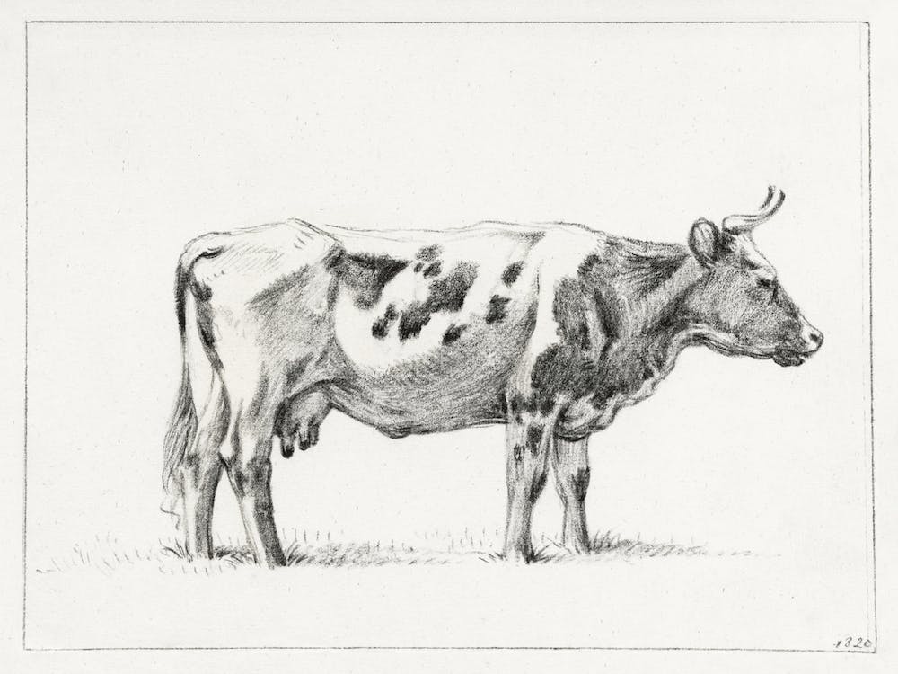 Standing Cow, Jean Bernard