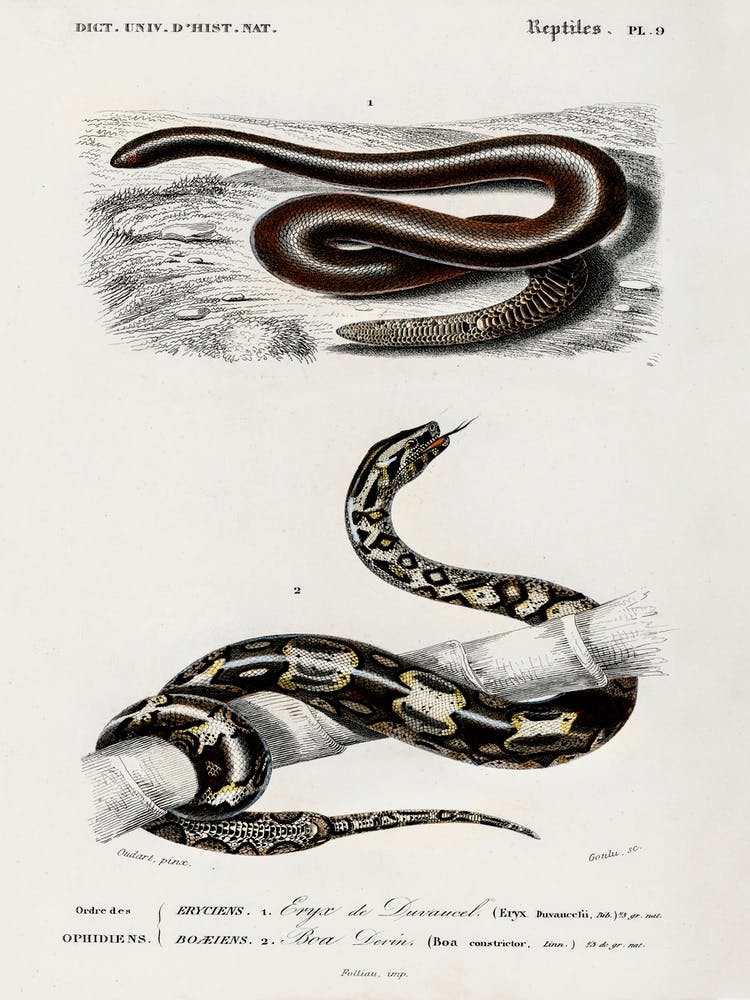Eryx And The Red Tailed Boa, Charles Dessalines D' Orbigny