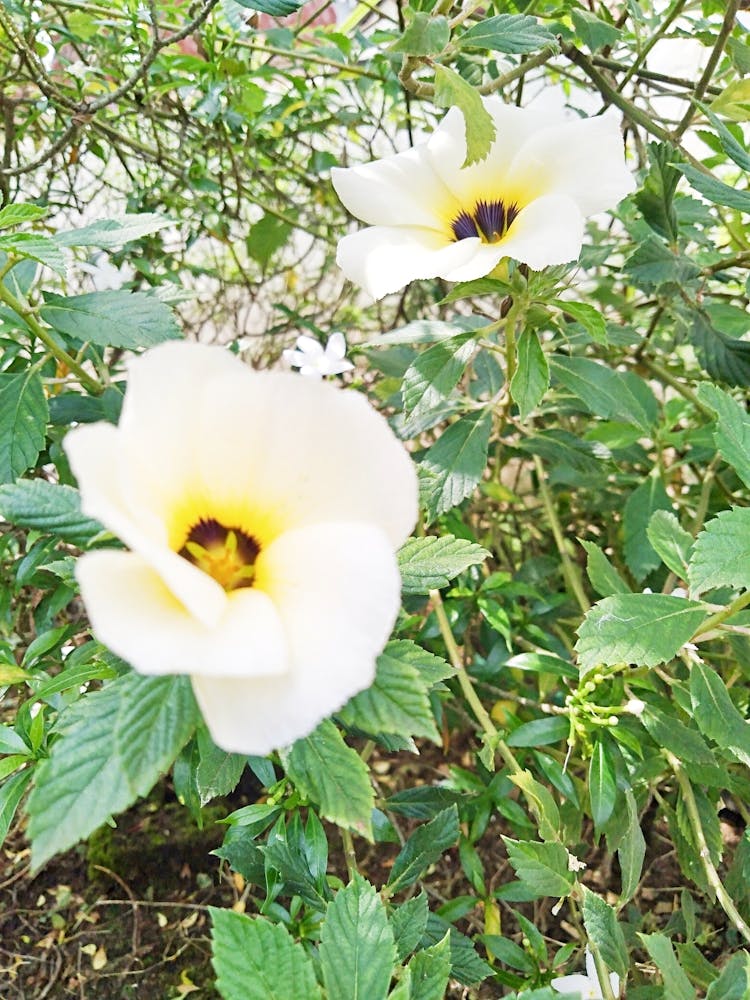 White Hibiscus