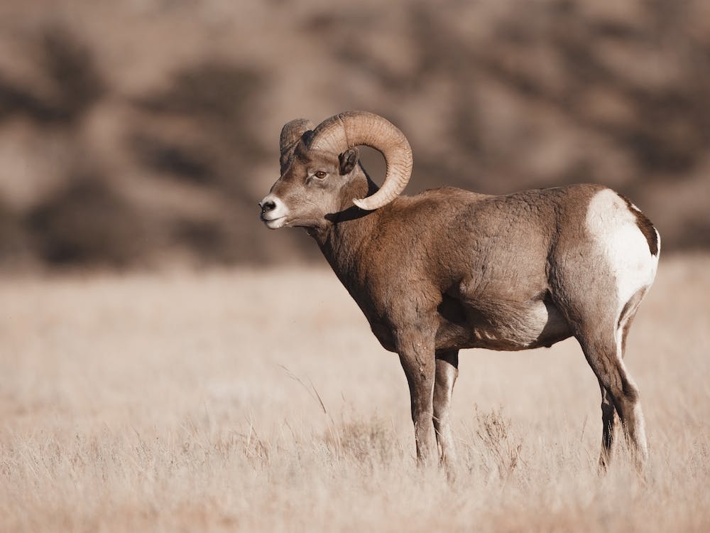 Bighorn Sheep Scenery
