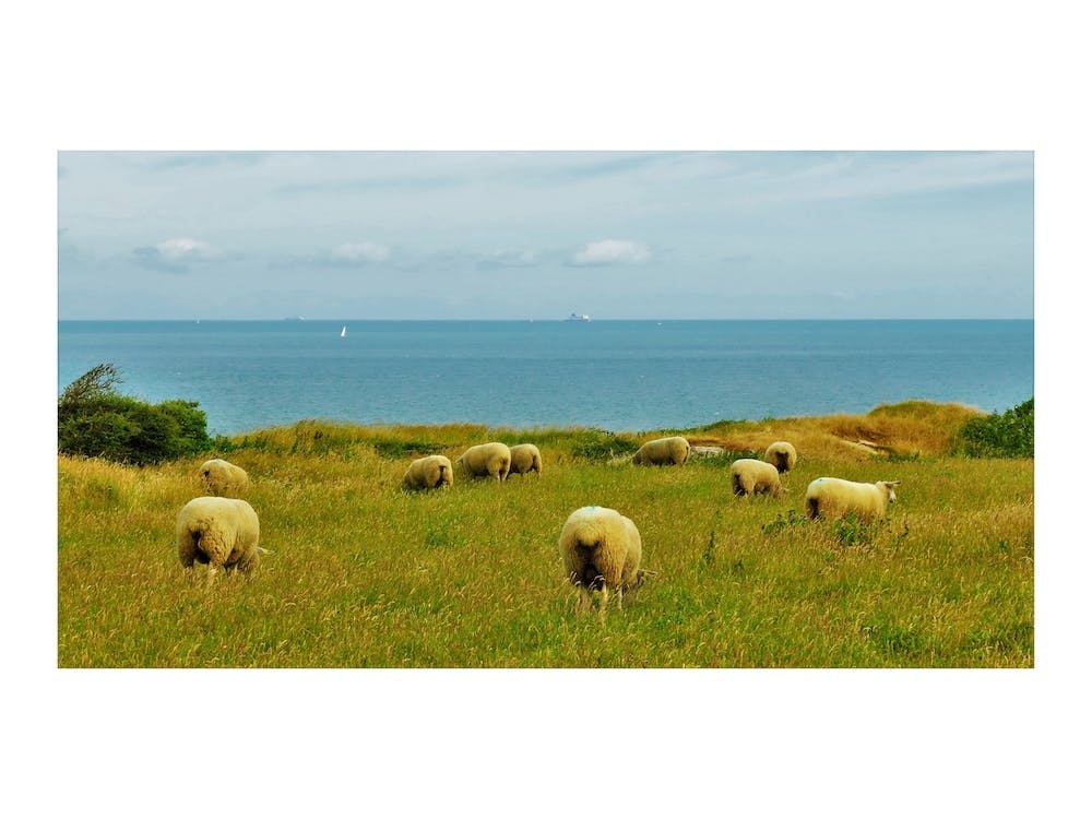 Sheep And The Sea