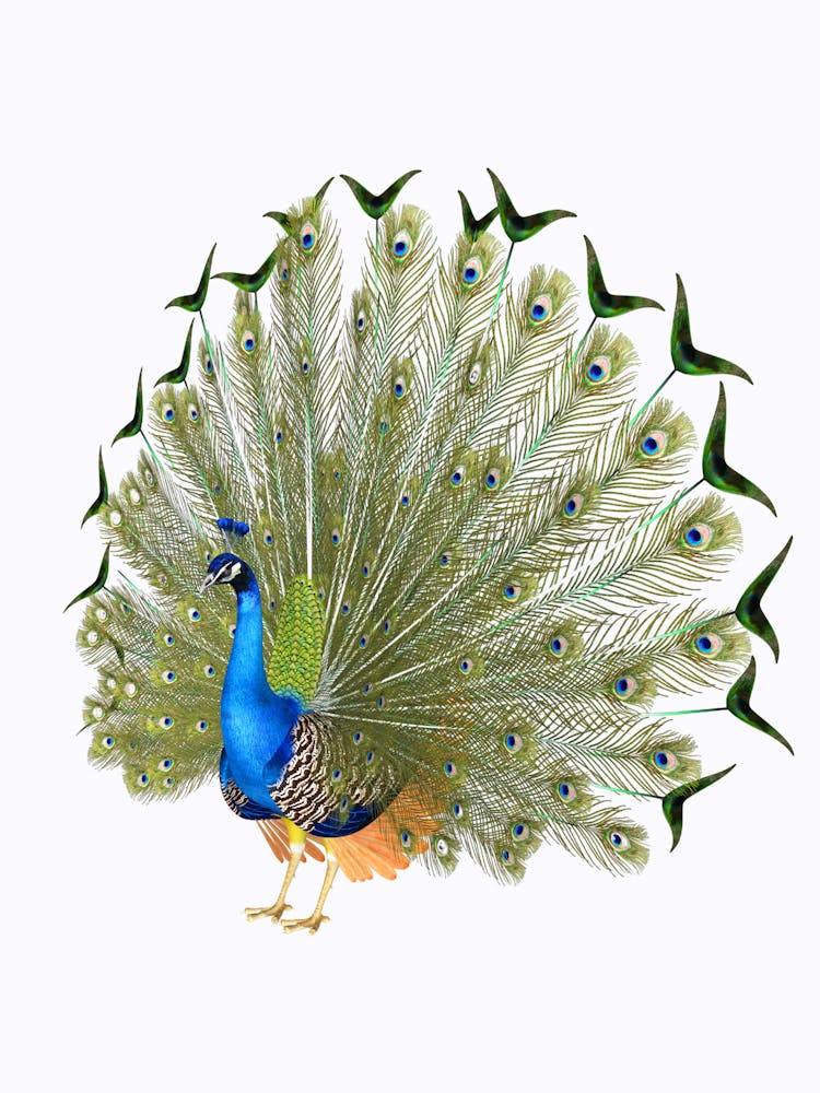 Peacock