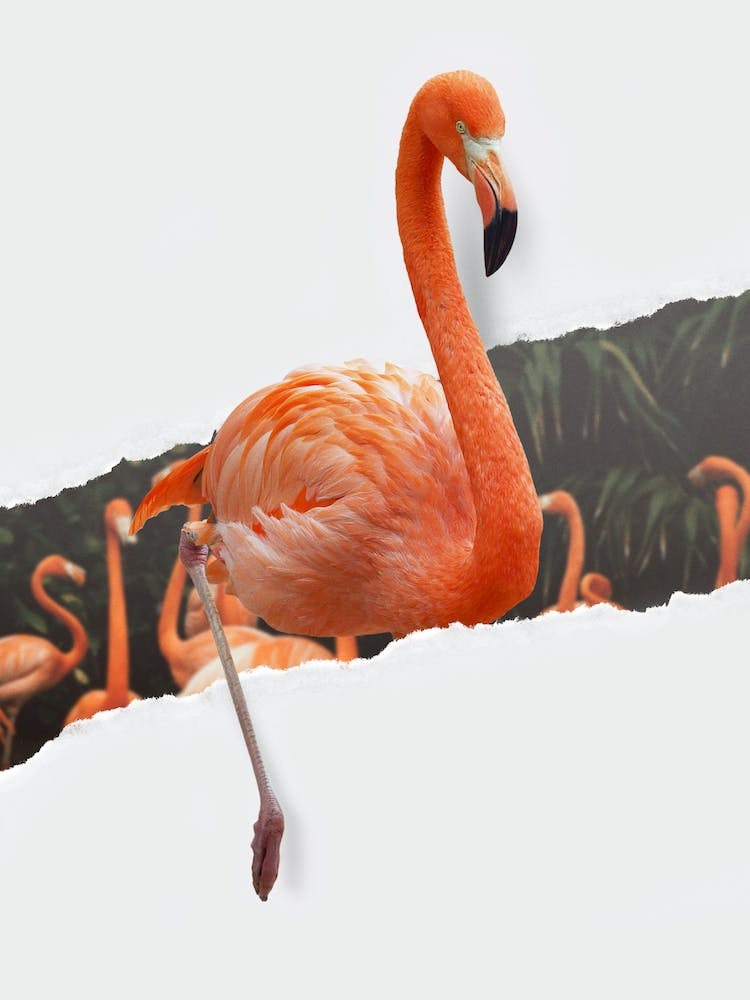 Flamingo Torn Paper
