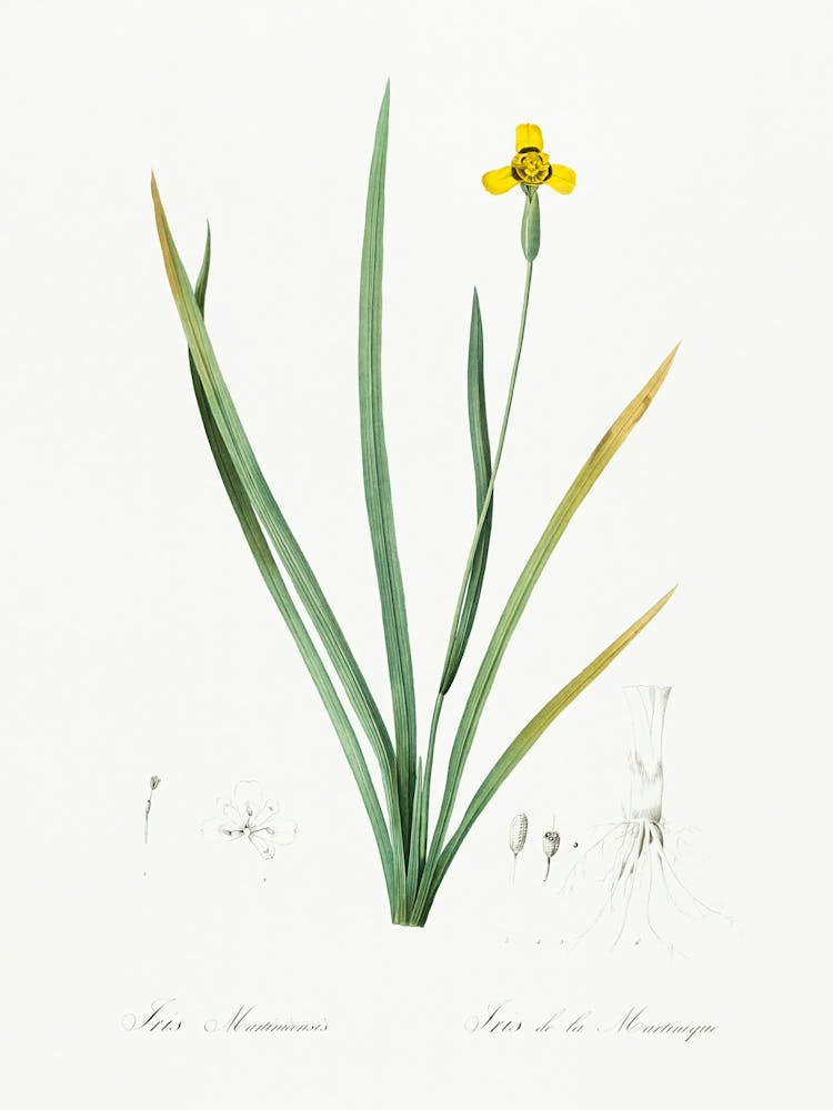 Iris Martinicensis, Pierre Joseph Redoute
