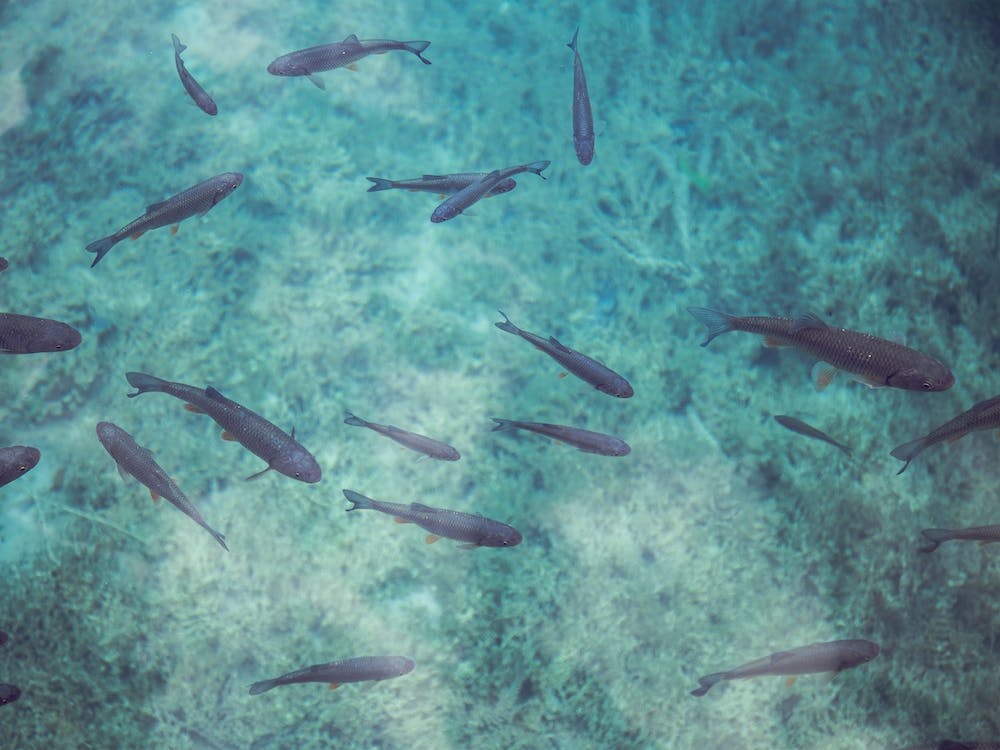 A School Of Fish Swimming In Clear Azure Water