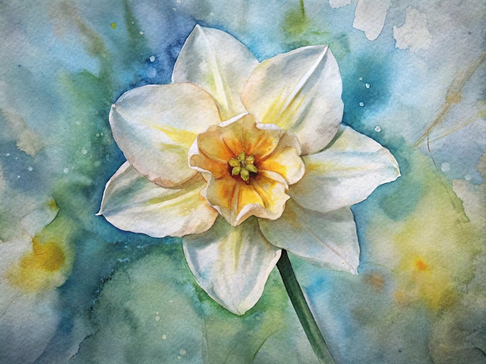 Daffodil 1