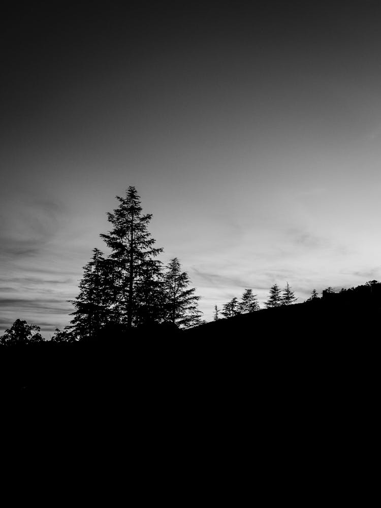 Baumsilhouette, Spain