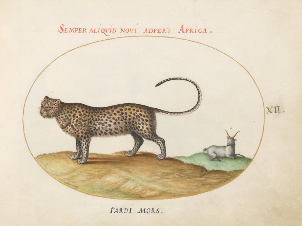 Animalia Qvadrvpedia Et Reptilia, Joris Hoefnagel 1